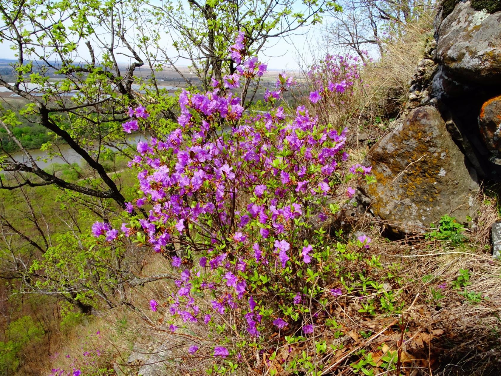 Рододендрон даурский. Рододендрон Даурский куст. Багульник кустарник. Багульник Даурский. Рододендрон дикий.