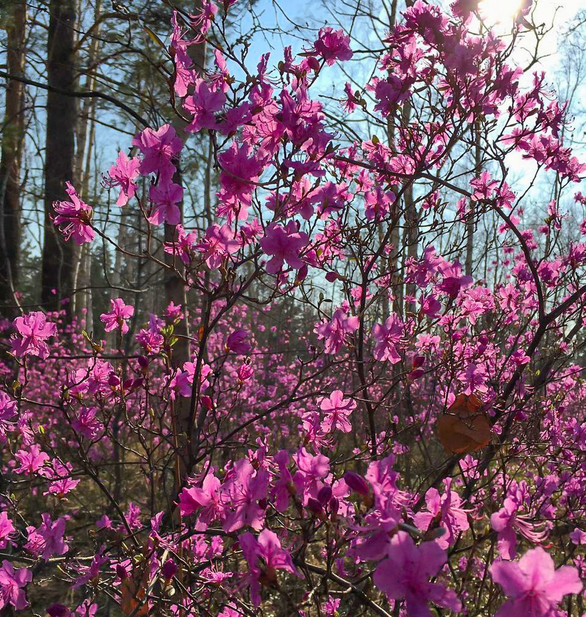 Багульник маньчжурский