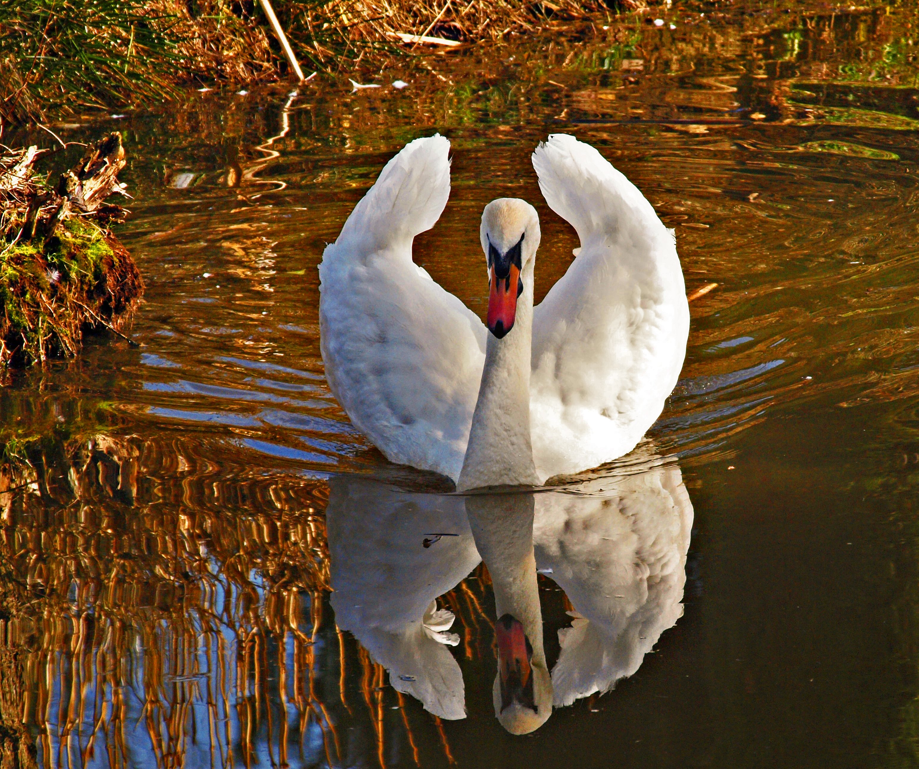 Белые лебеди на озере. Лебеди в пруду. Фото лебедей на озере. Красивые лебеди на пруду.