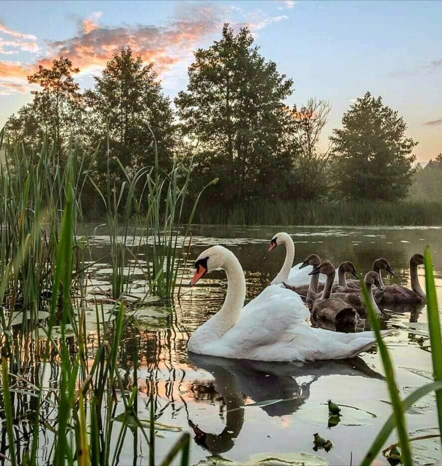 Красивые лебеди на пруду