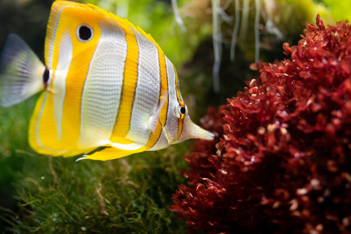 Рыбы желтые Пресноводные аквариумные