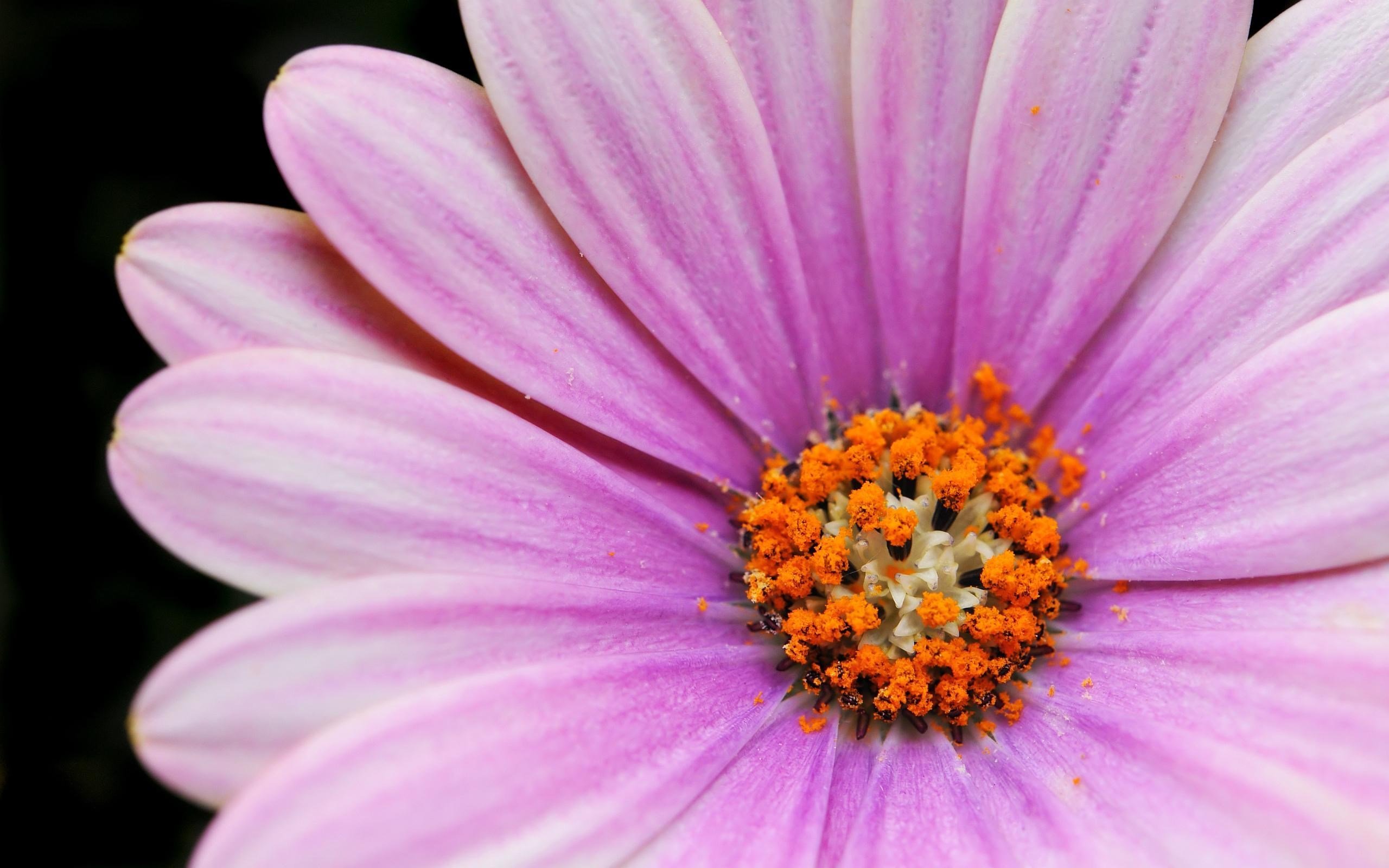 Пыльца на цветке