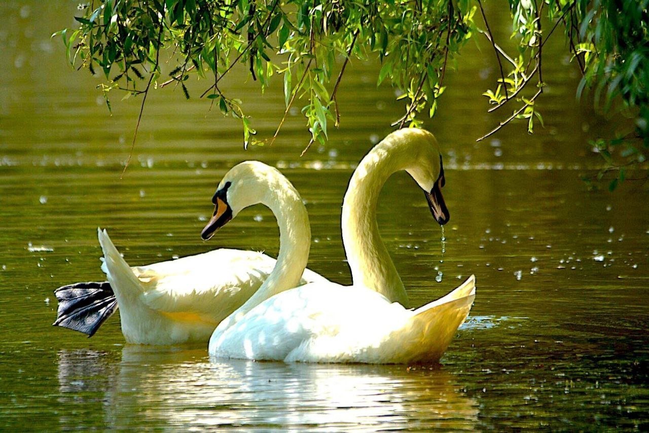 Красивые белые лебеди. «Лебеди в пруду» Василе Паскару. Лебоди. Любовь и лебеди. Пара лебедей.