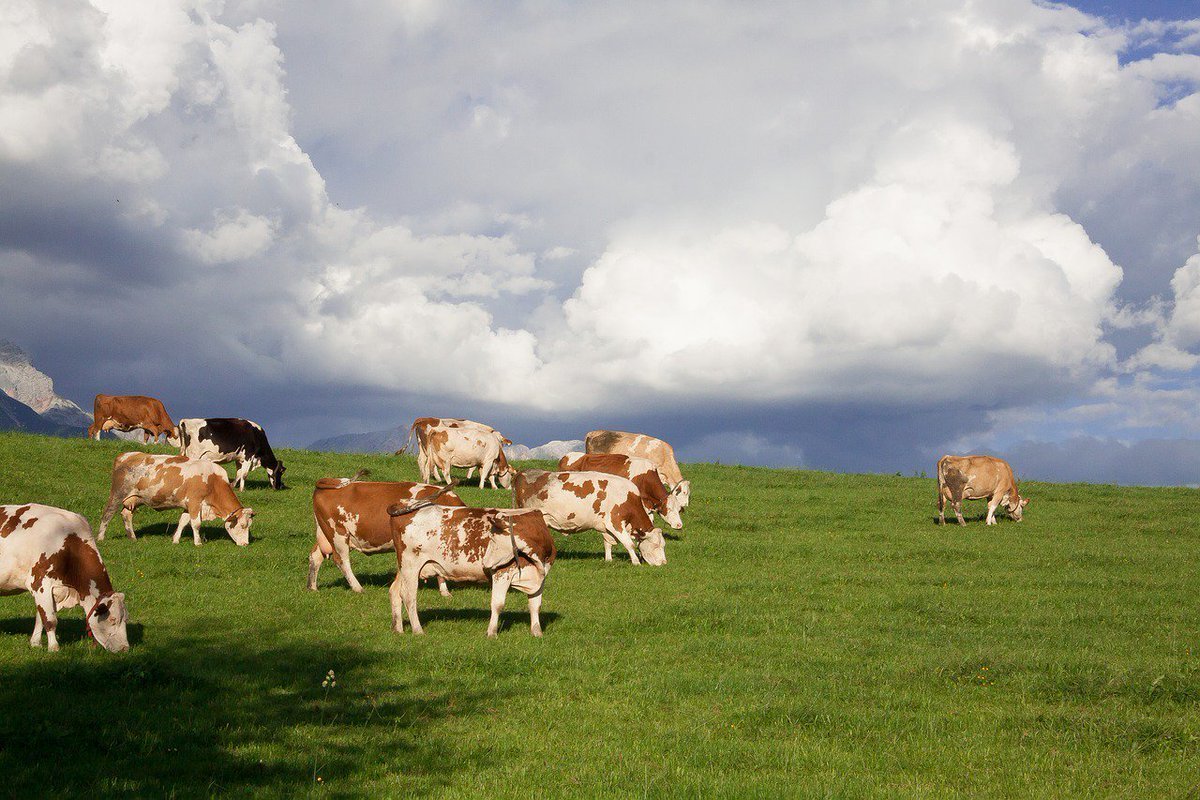 Коровы на выпасе