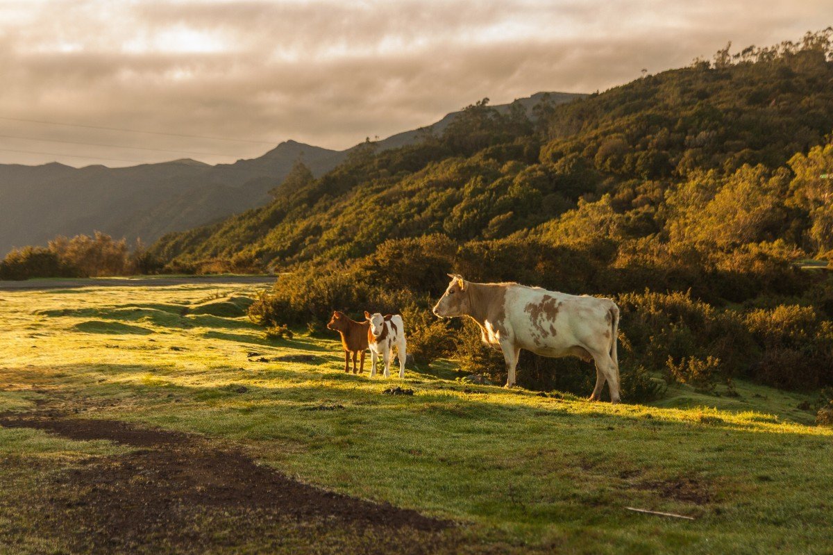 Фермер пастбище поле коровы Луга горы