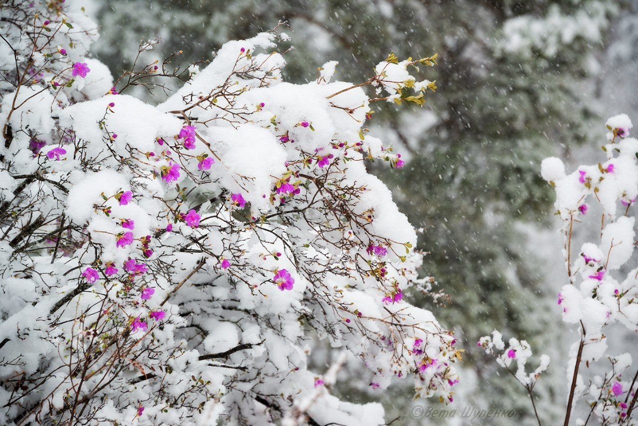 Картинки цветов в снегу. Багульник Сибирский зимой. Рододендрон Даурский. Рододендрон Даурский зима. Маральник багульник Сибирский рододендрон Даурский.