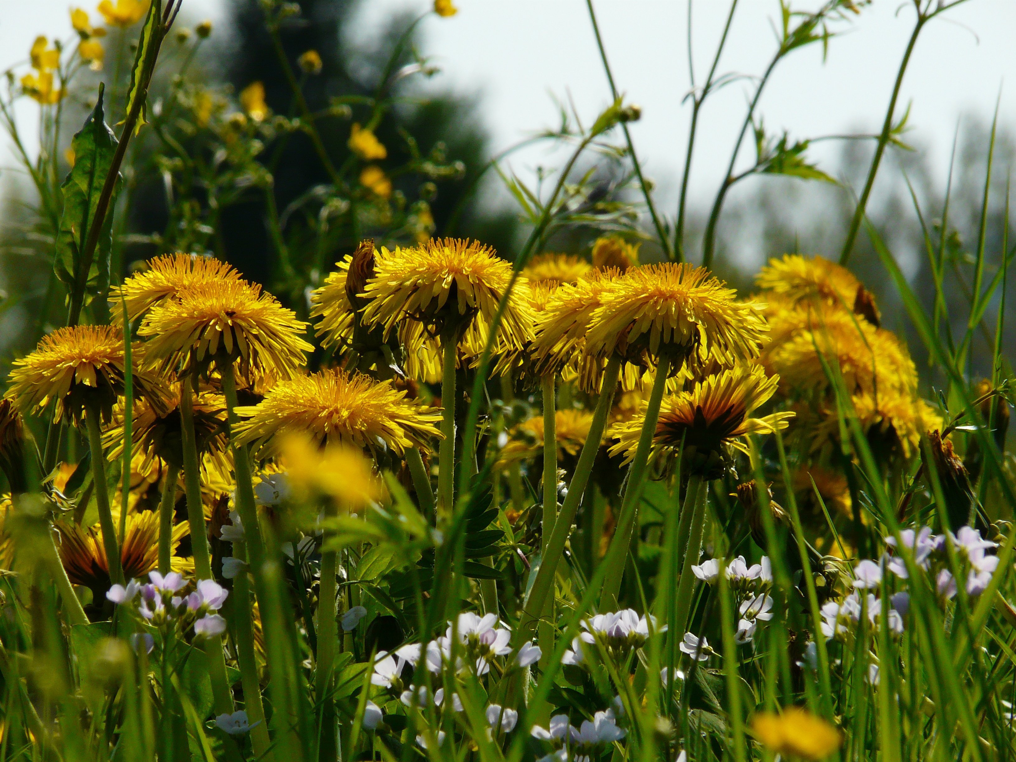 Цветущий луг одуванчики. Желтый Луговой цветок Кульбаба. Поле одуванчиков. Одуванчиковое поле Смоленск. Одуванчик полевой.