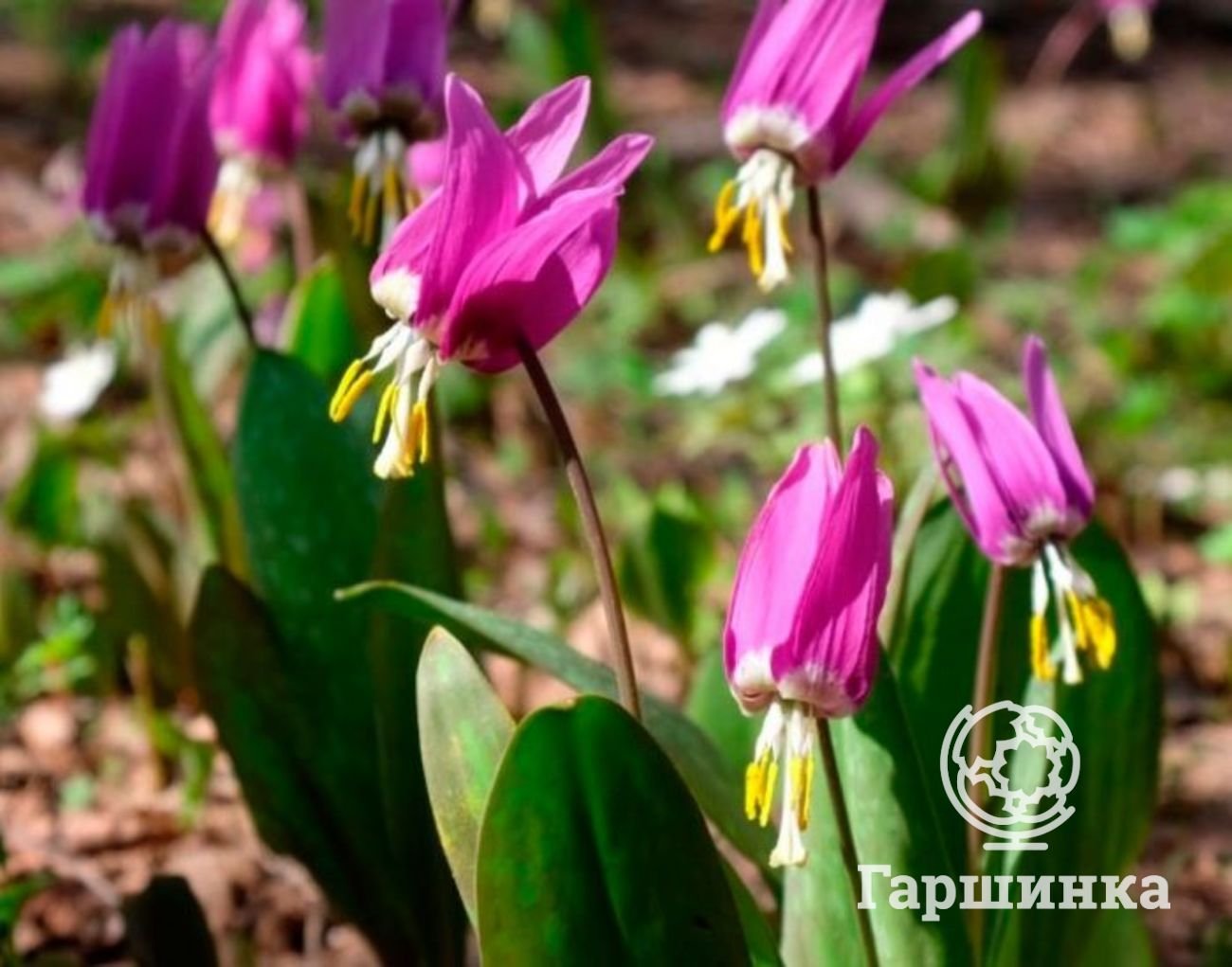 Цветки стоят. Эритрониум Кандык. Кандык (Erythronium). Кандык Сибирский. Цветок Кандык Сибирский.