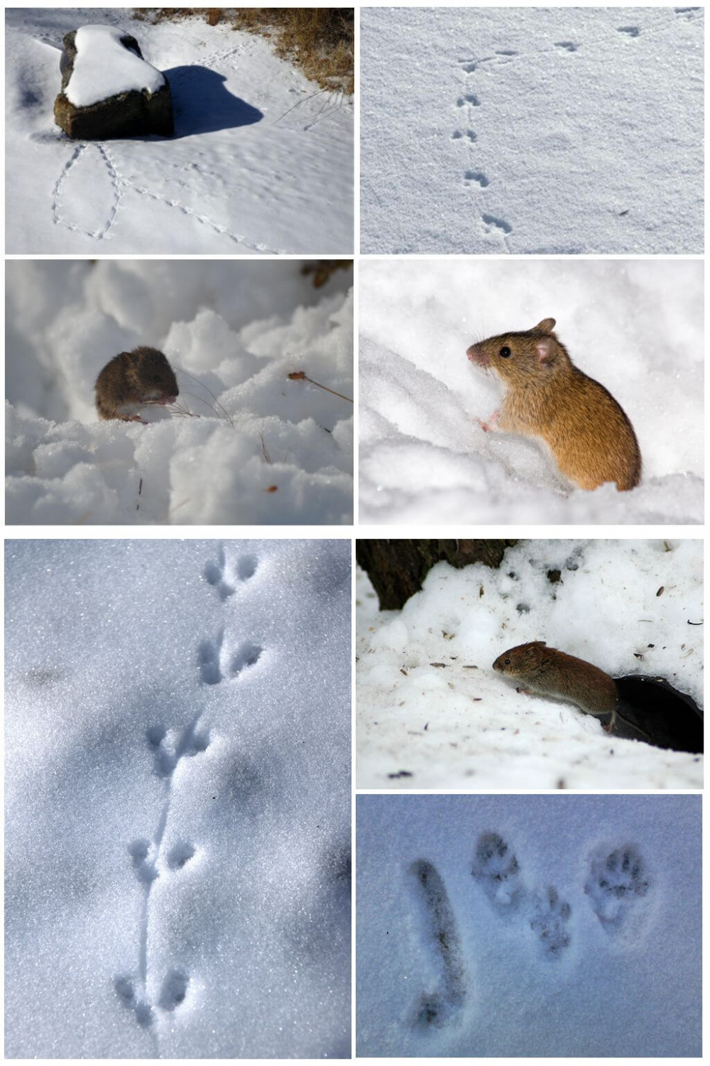 следы крысы на снегу зимой