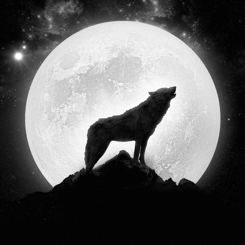 Вой собак на луну. Howling Wolf музыкант. Волк воет на луну. Волк и Луна. Воющий волк.