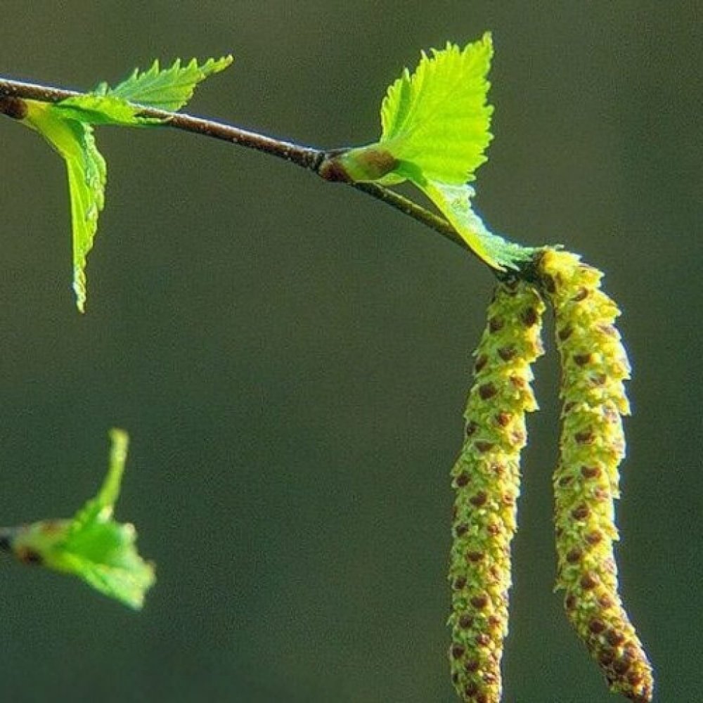 Фото березовых почек весной