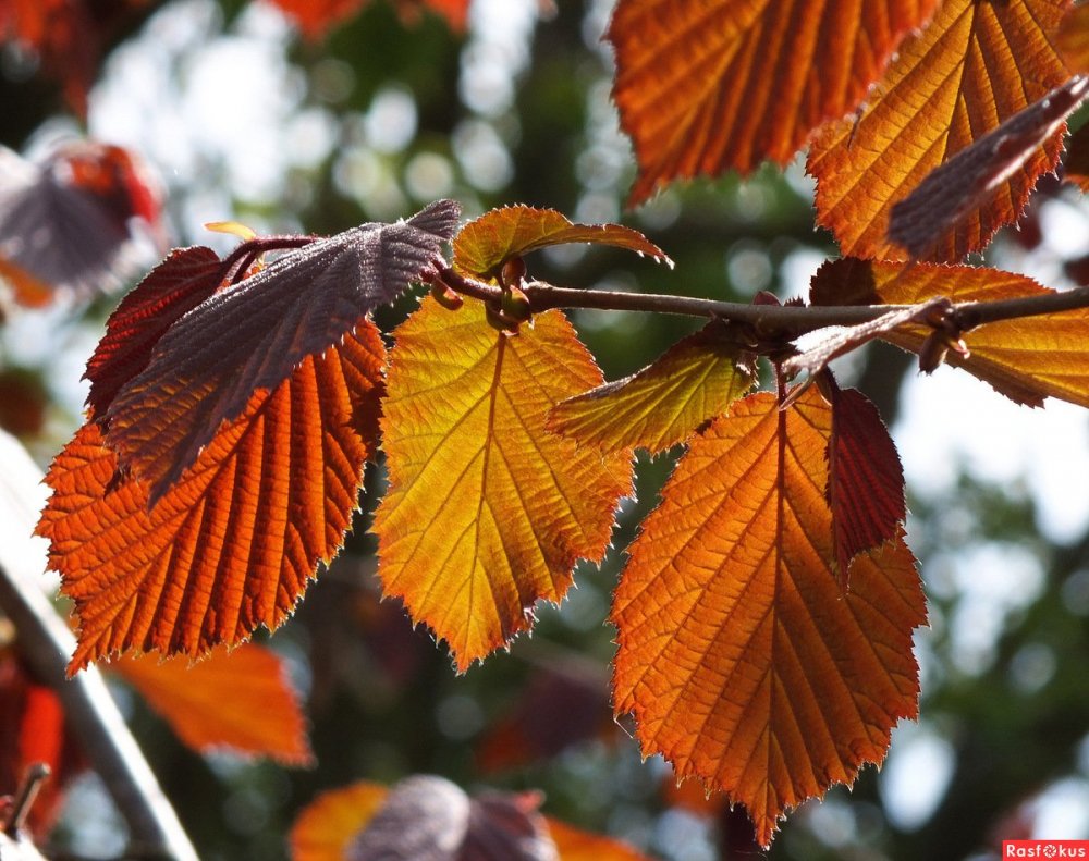 Листья орешника осенью: подборка картинок