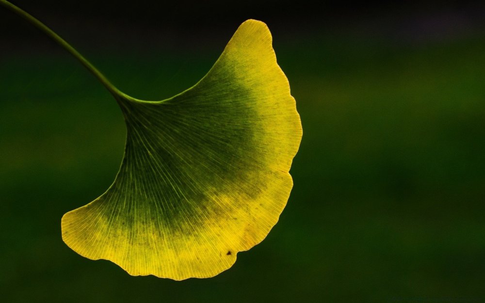 Листья гинкго билоба (59 фото) - 59 фото