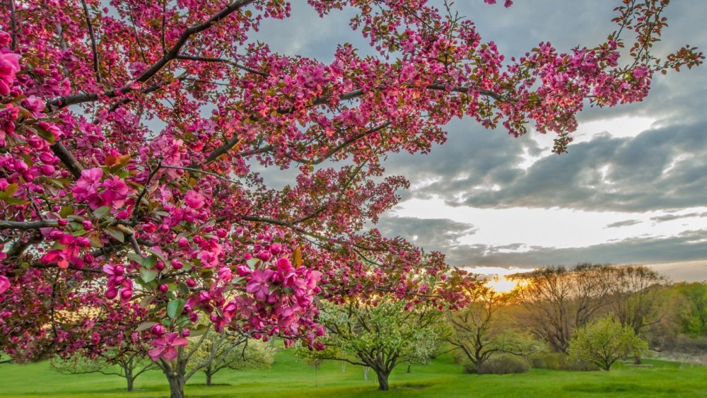 Цветущие деревья: самые красивые декоративные деревья для вашего сада