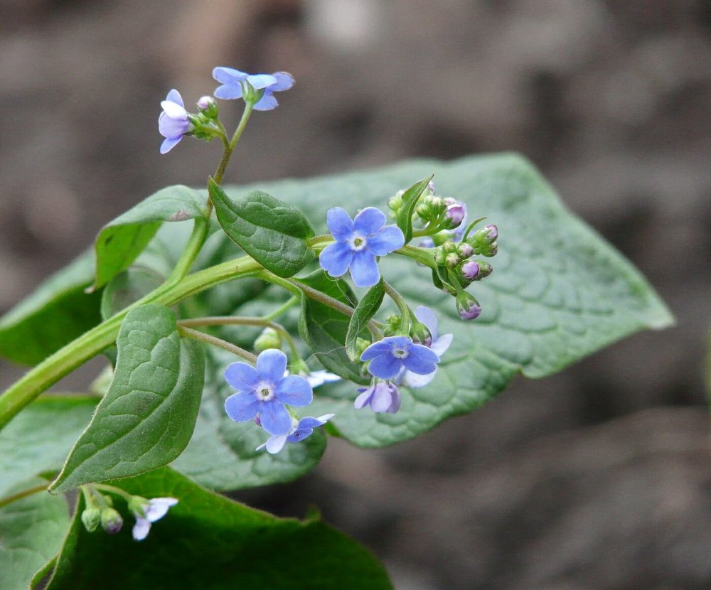 Бруннера Сибирская Brunnera sibirica