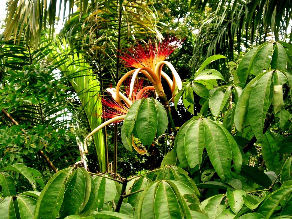 Цветы джунглей: подборка картинок