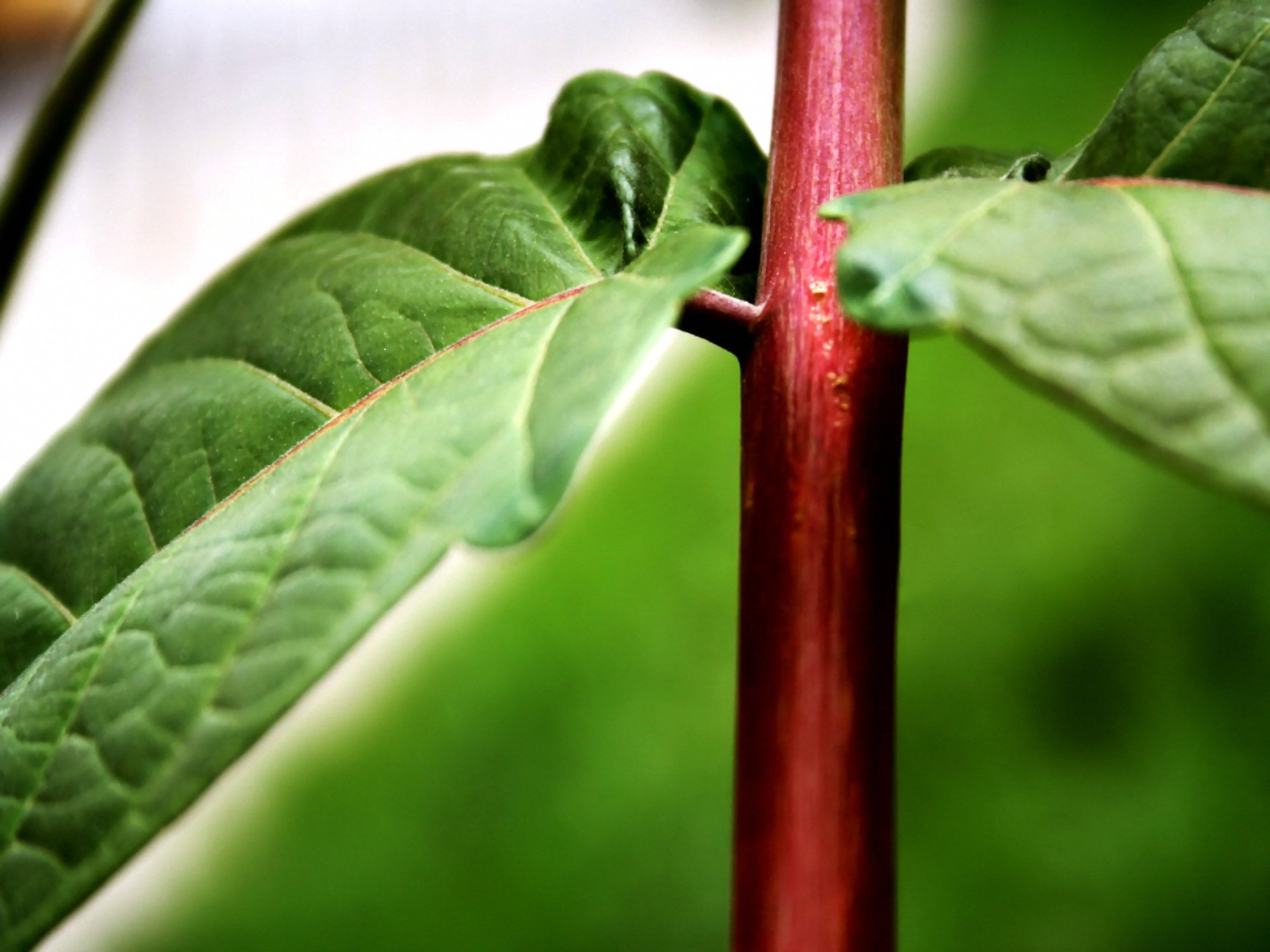 Plant stem. Стебель. Стебель растения. Стебель с листьями. Черешок у растений.