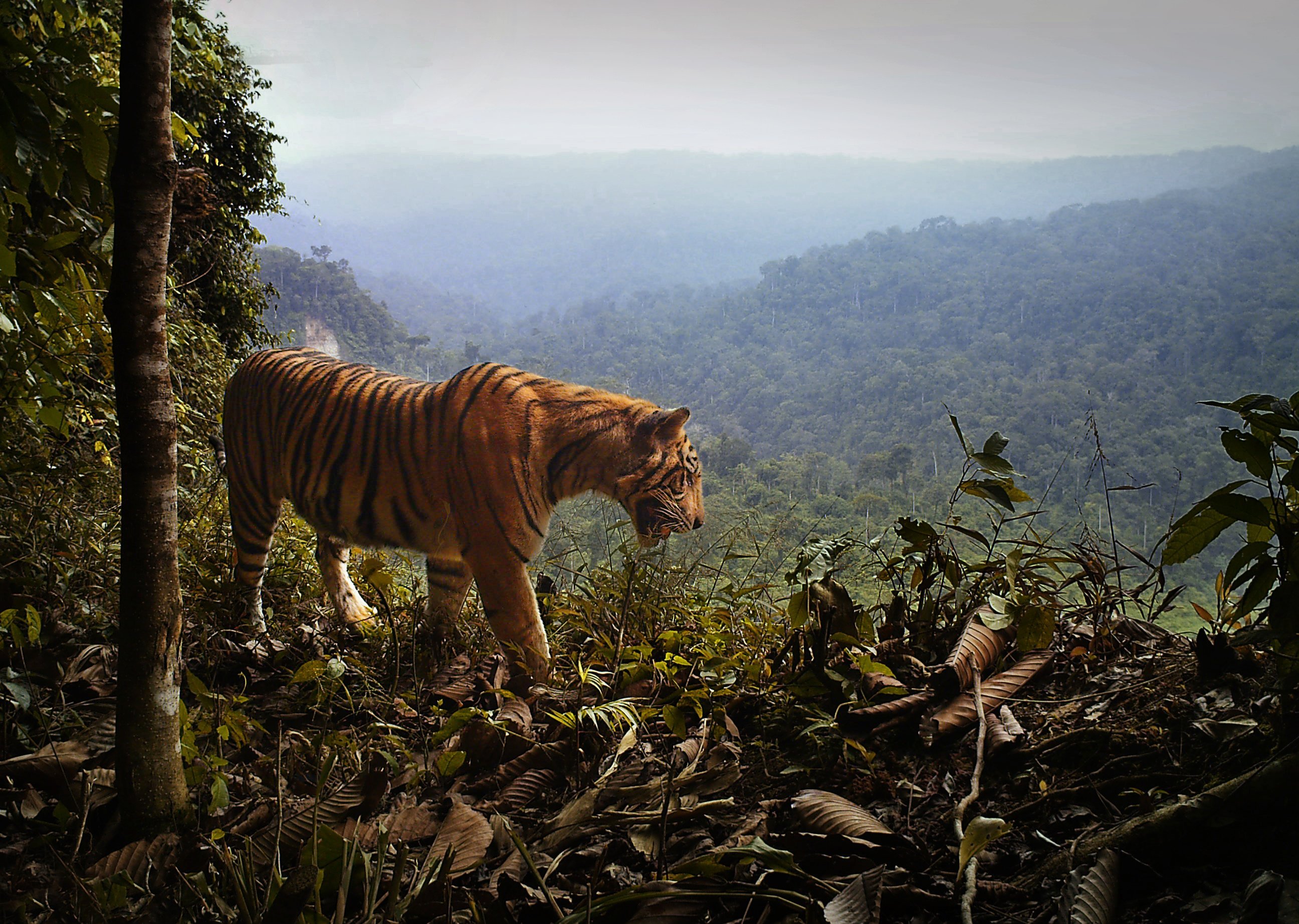 Дайте дикую природу. Суматра тигр. Тигр тропического леса Индии. Малайский тигр (Panthera Tigris Jacksoni). Суматра остров фауна.