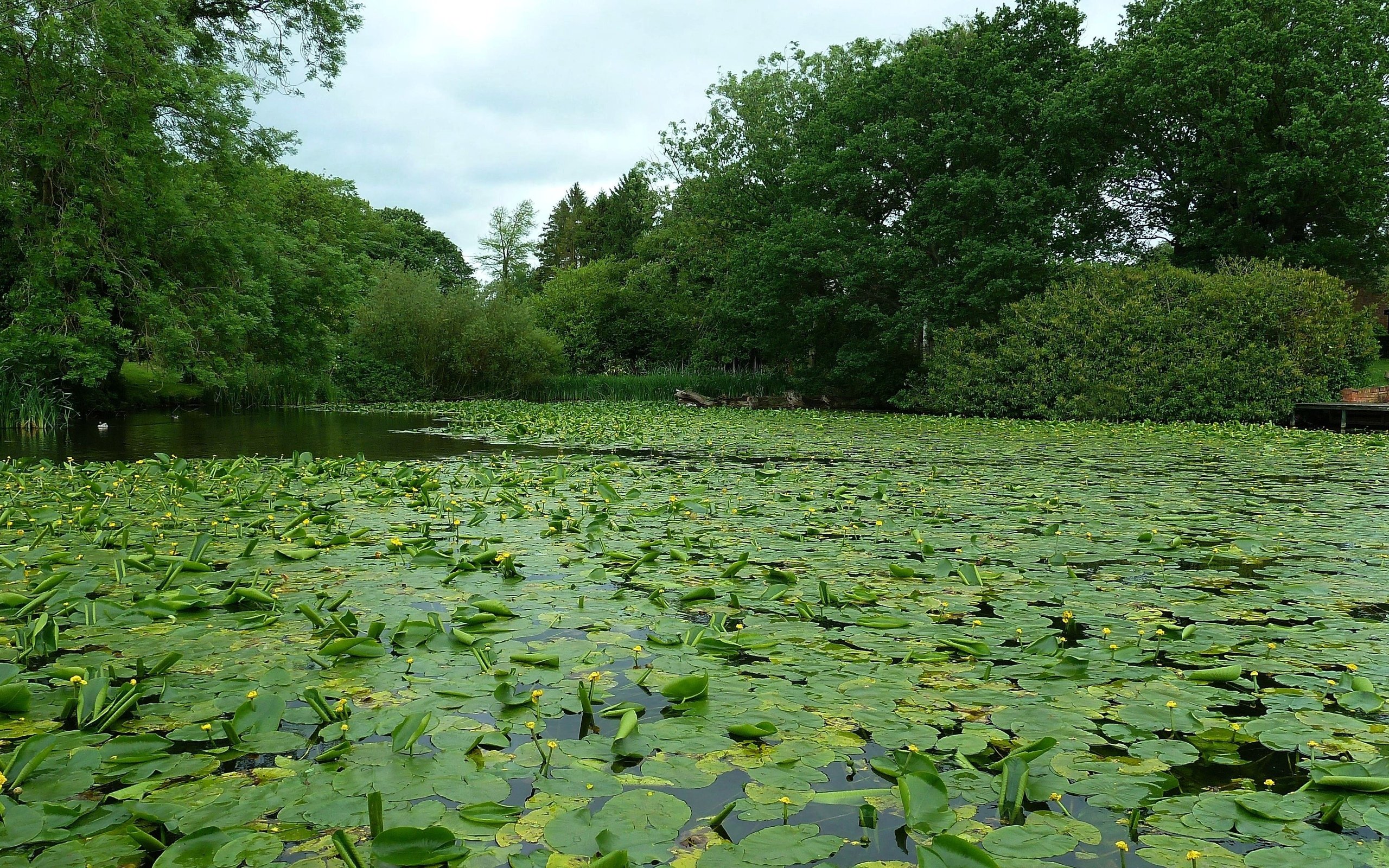 Речка растение. Эвтрофные озера. Озеро кувшинок в Лабинске. Заросший пруд с кувшинками. Заросший водоем.