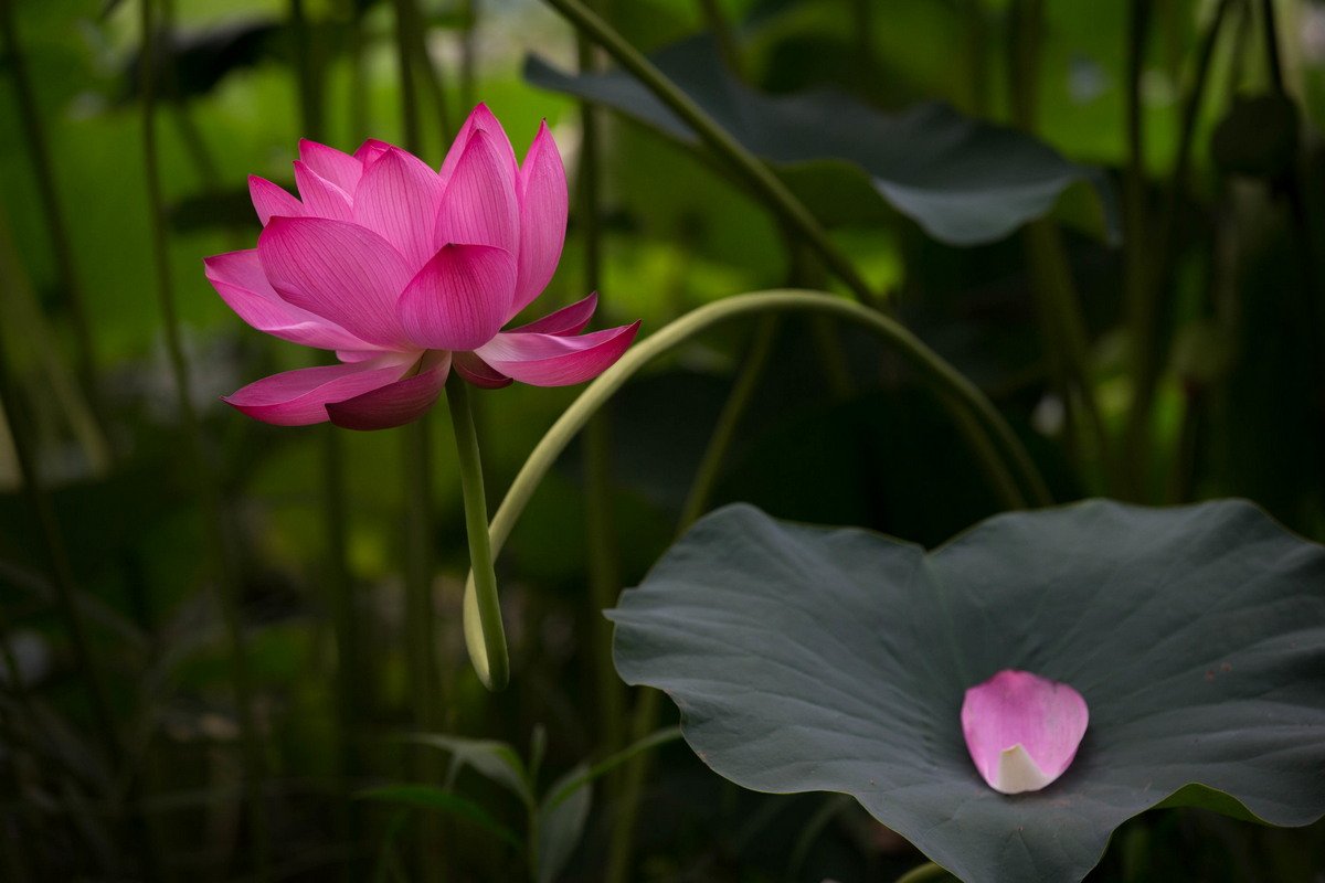 Фото природы. Японская природа. Цветы для надежды. Кунито. Цветок надежды видео