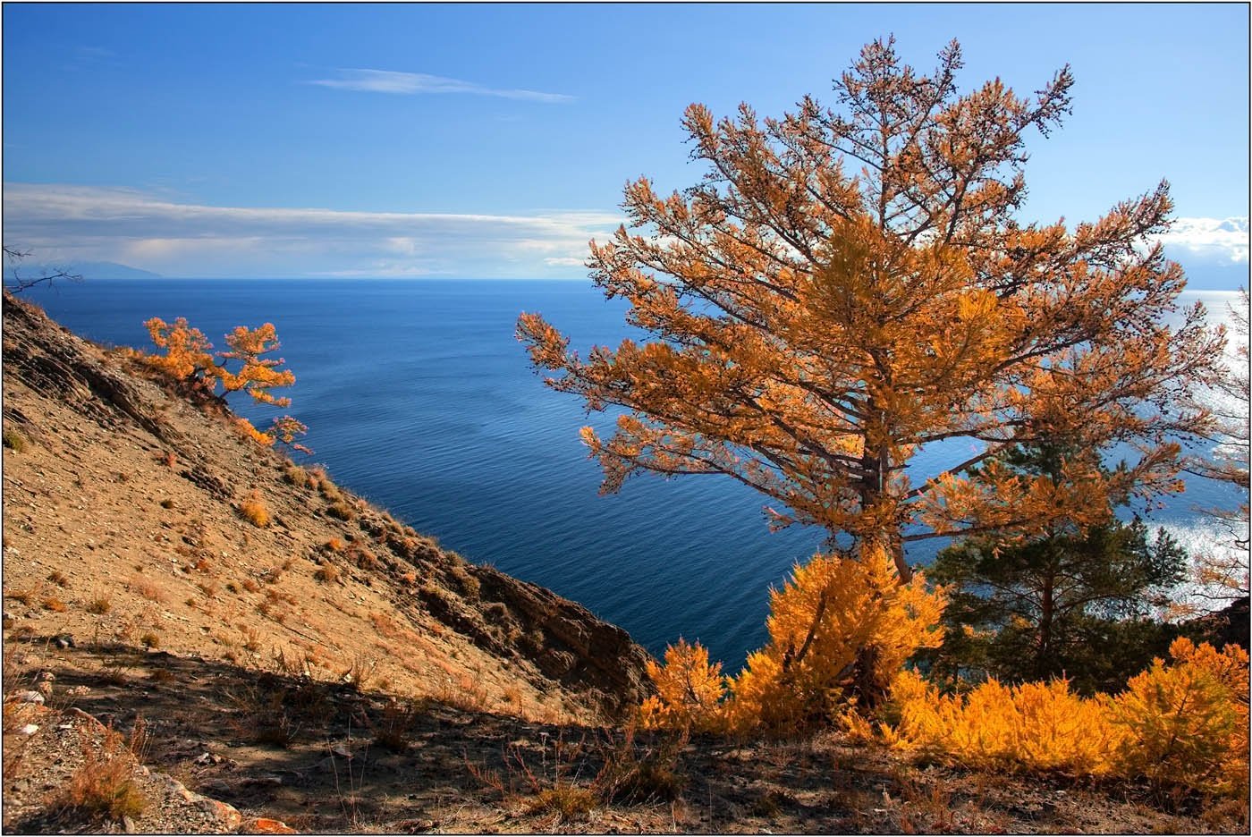 Растения байкала фото