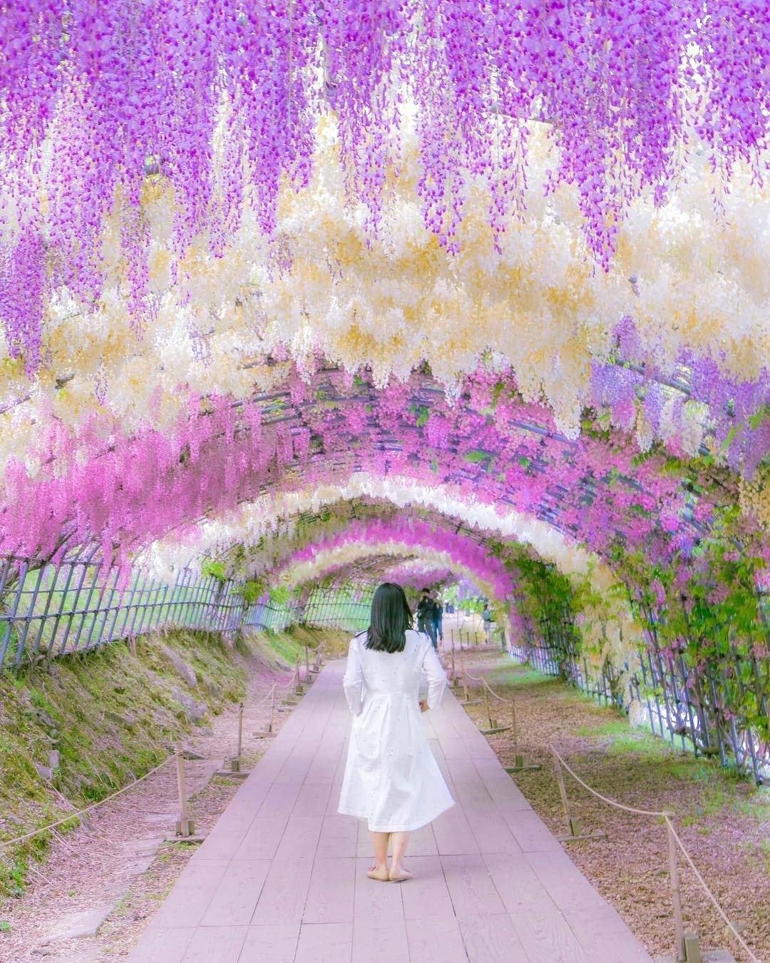 глициния цветет в японии