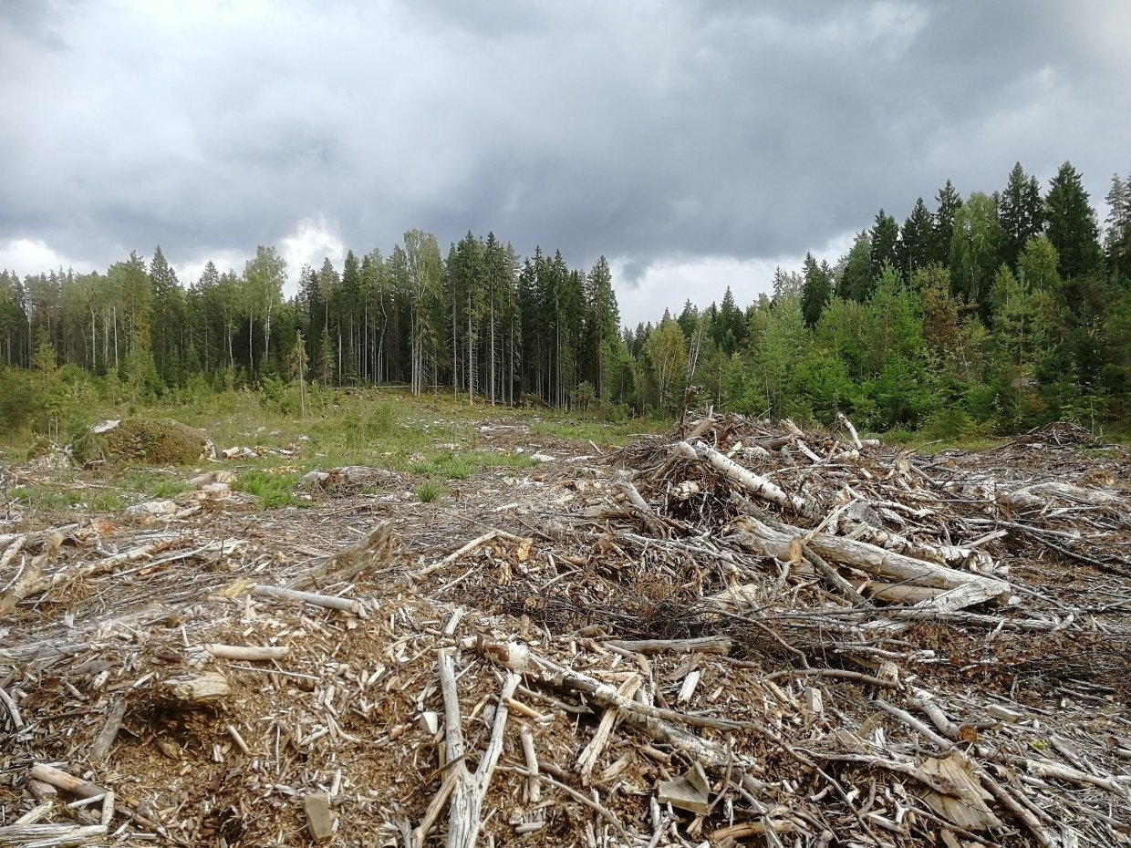 Сибирская Тайга вырубка леса