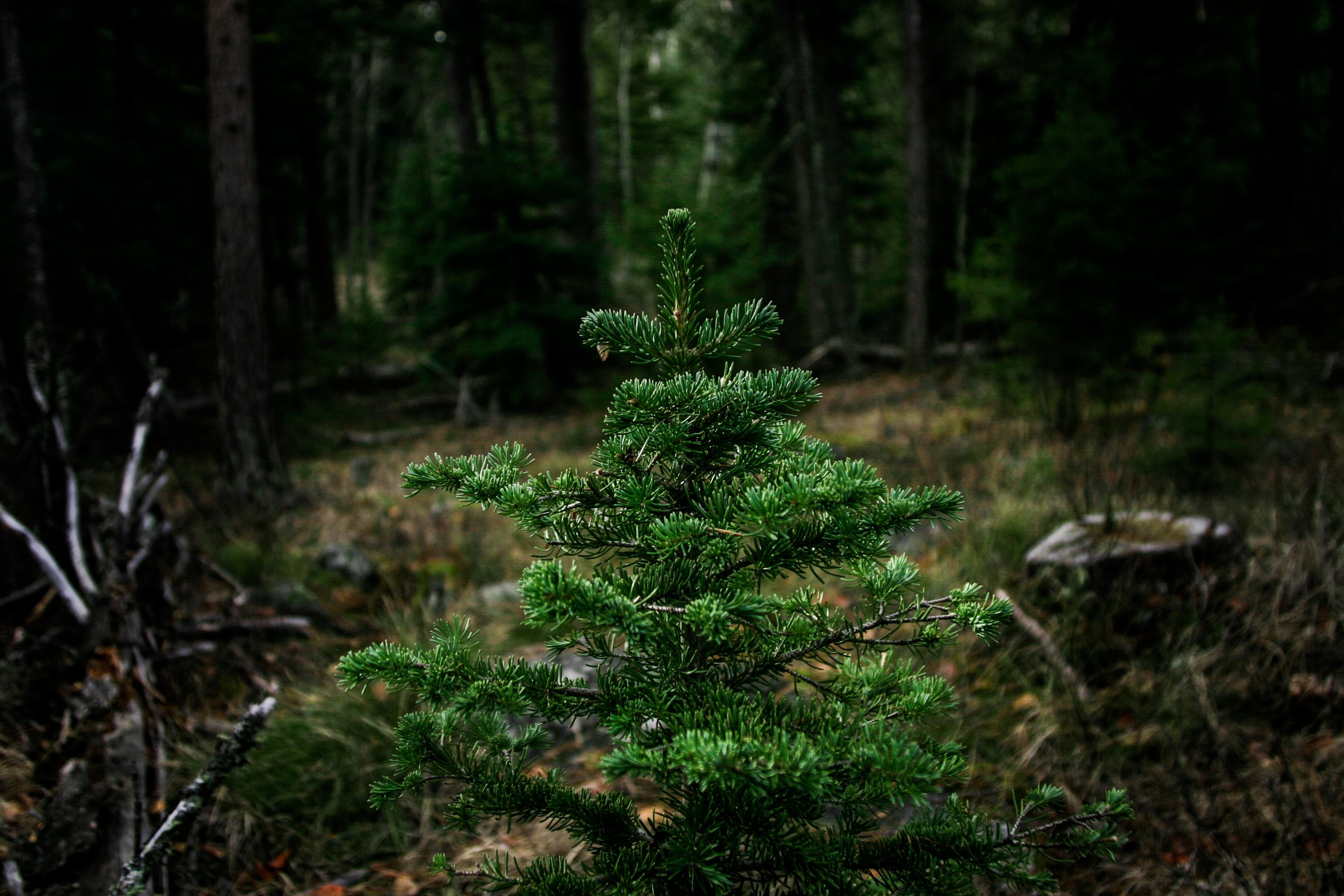 Ель выросшая в лесу