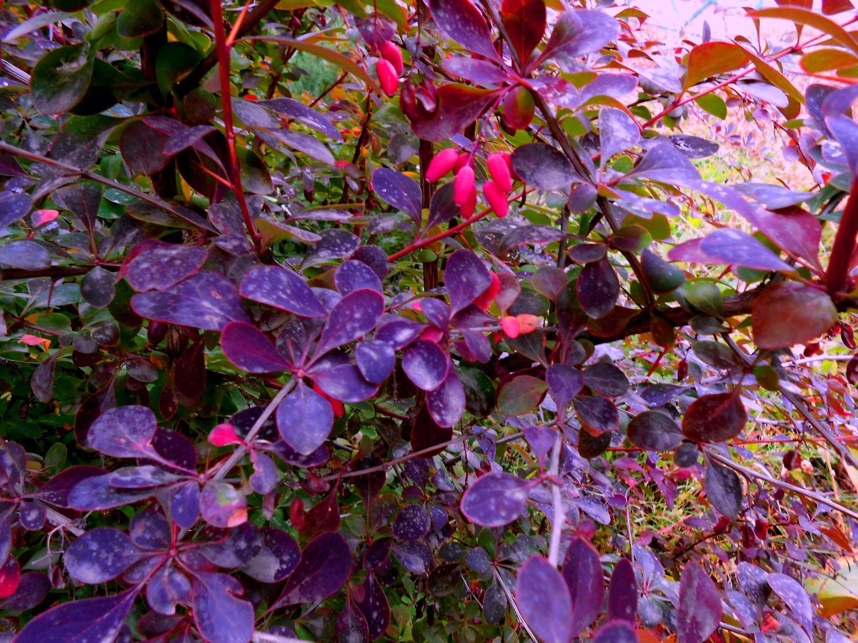 Декоративные кустарники с красными листьями фото и названия садовые многолетние