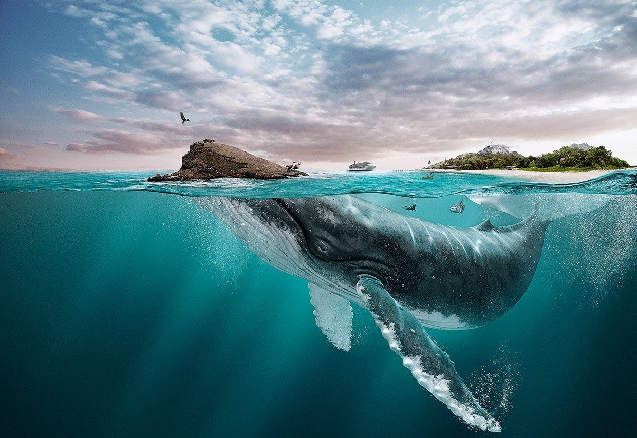 кит в море на