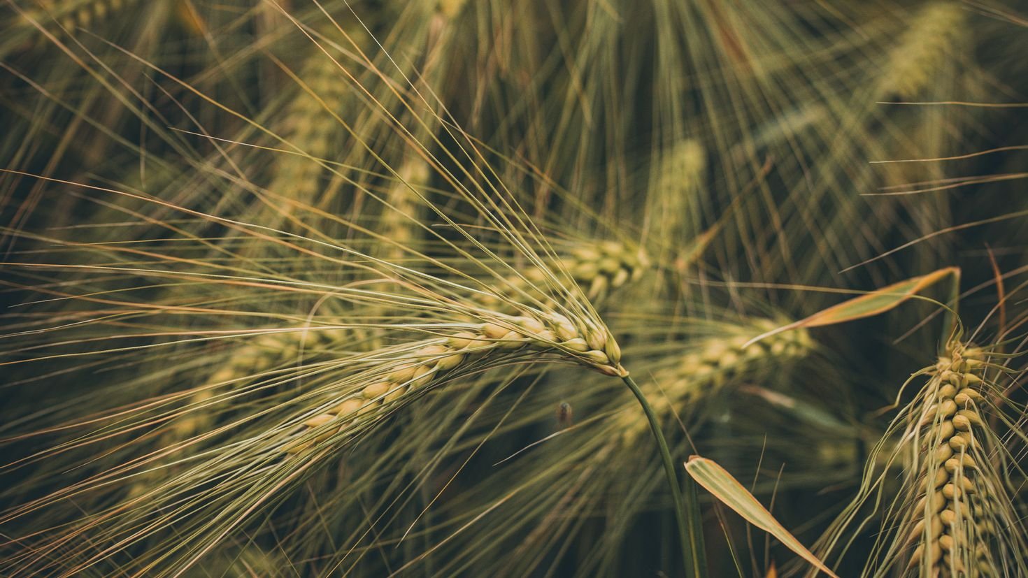 Сноп озимой пшеницы