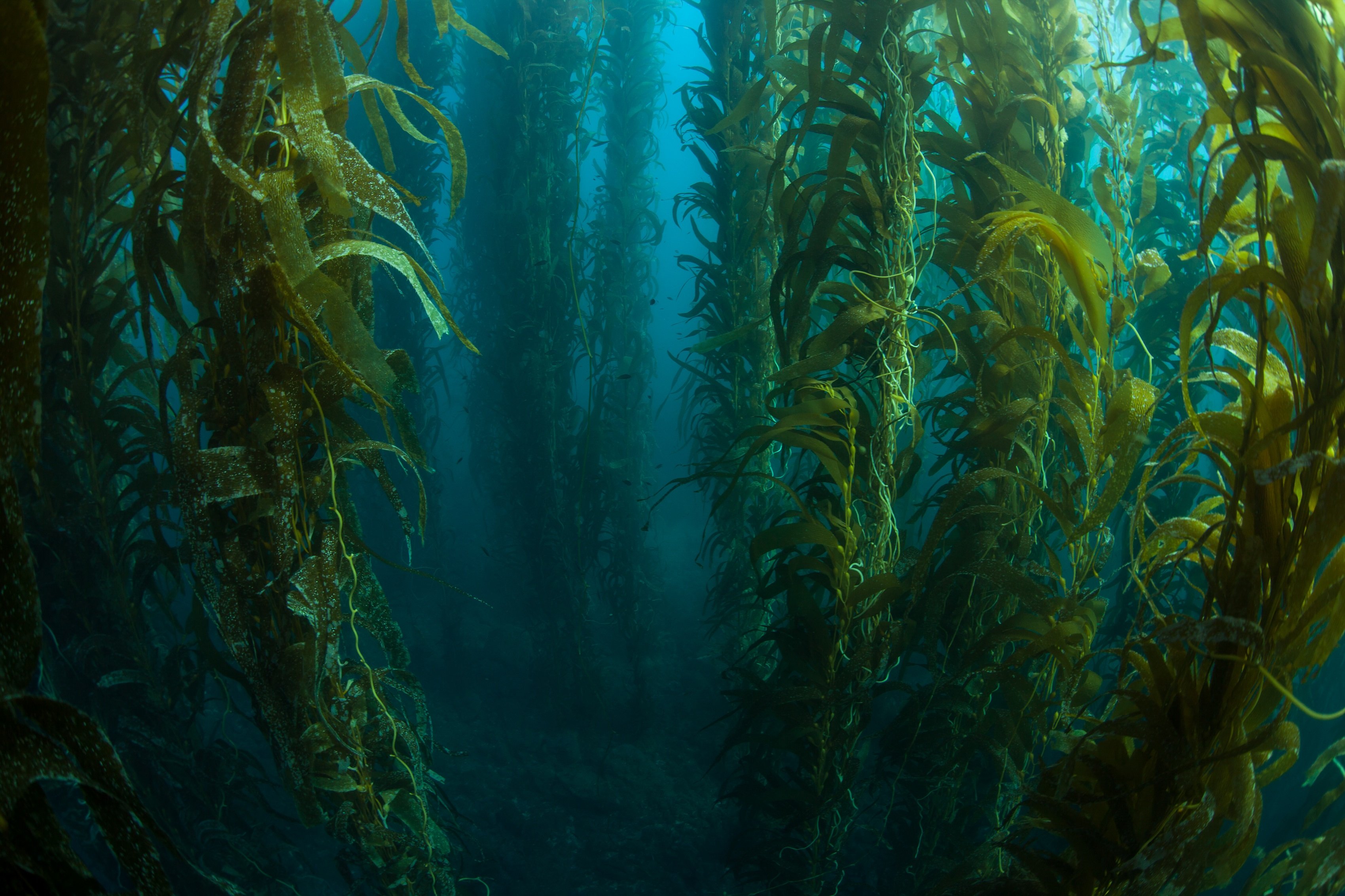 Какие водоросли глубоководные. Келп водоросли. Келп бурая водоросль. Бурые водоросли ламинария. Морской ламинария бурая водоросль.