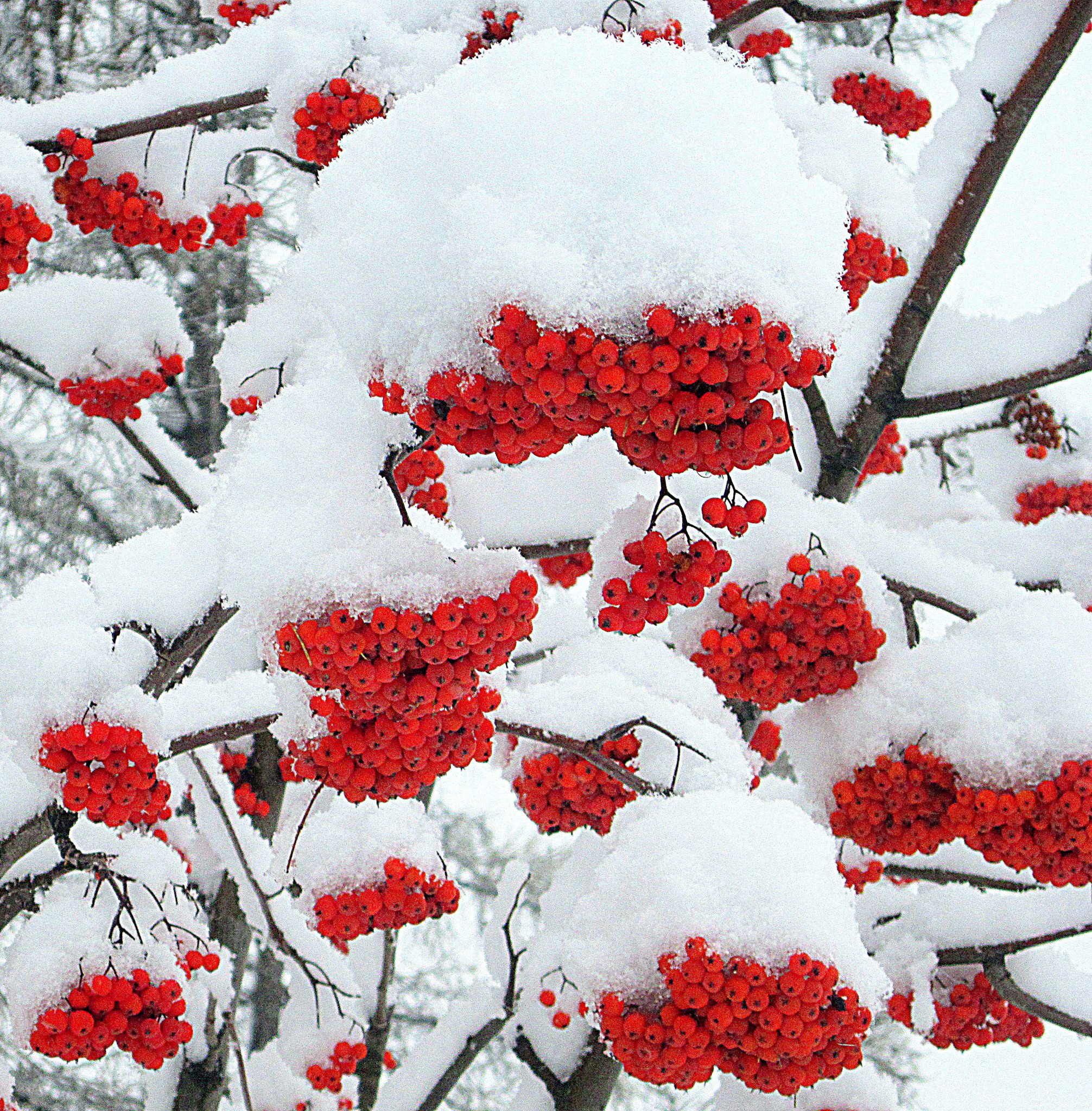 Красная снежка. Гроздья рябины зимой. Заснеженная рябина. Рябина в снегу. Зимняя рябина.