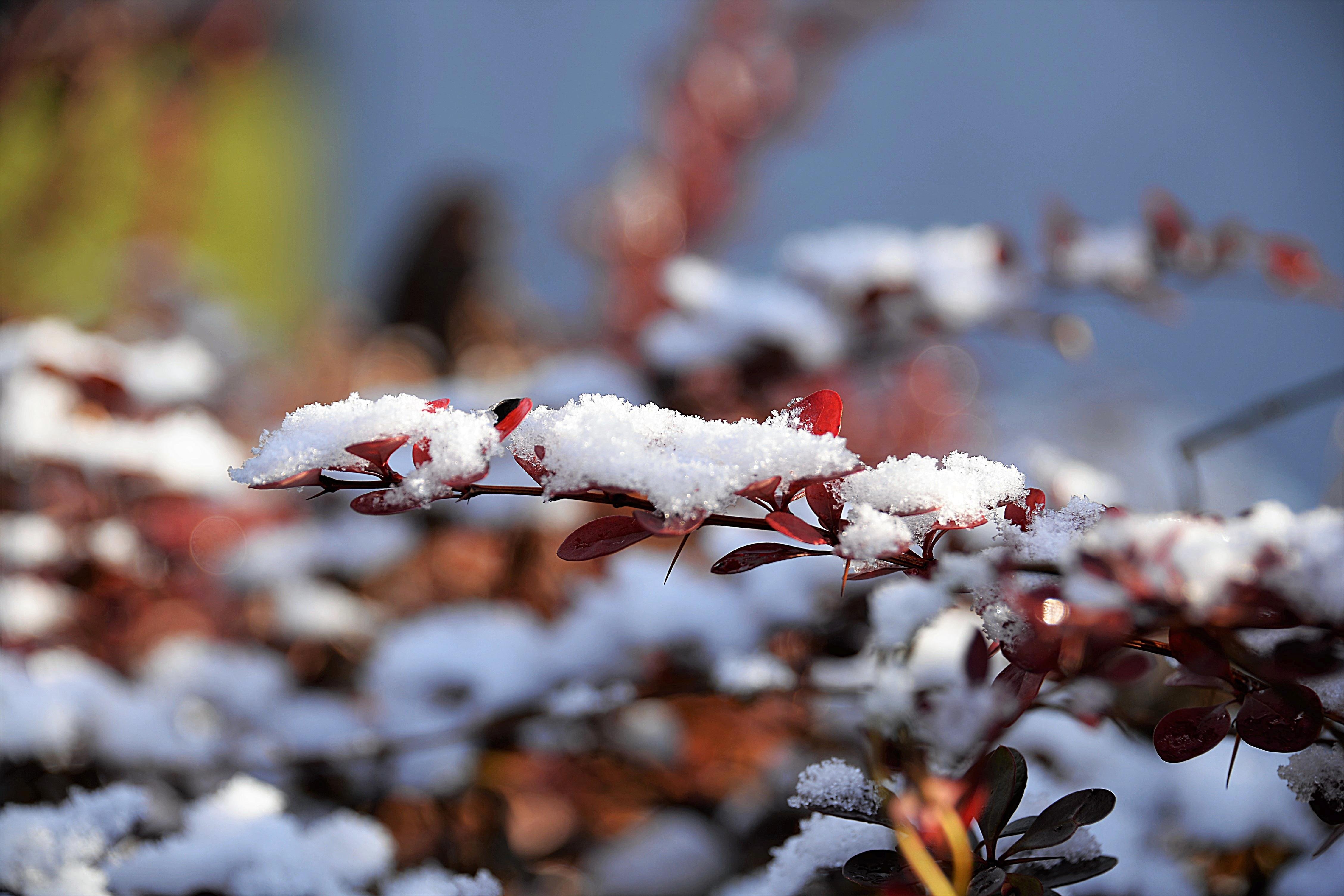 Пестрый снег. Зимние цветы. Листья под снегом. Цветы в снегу.