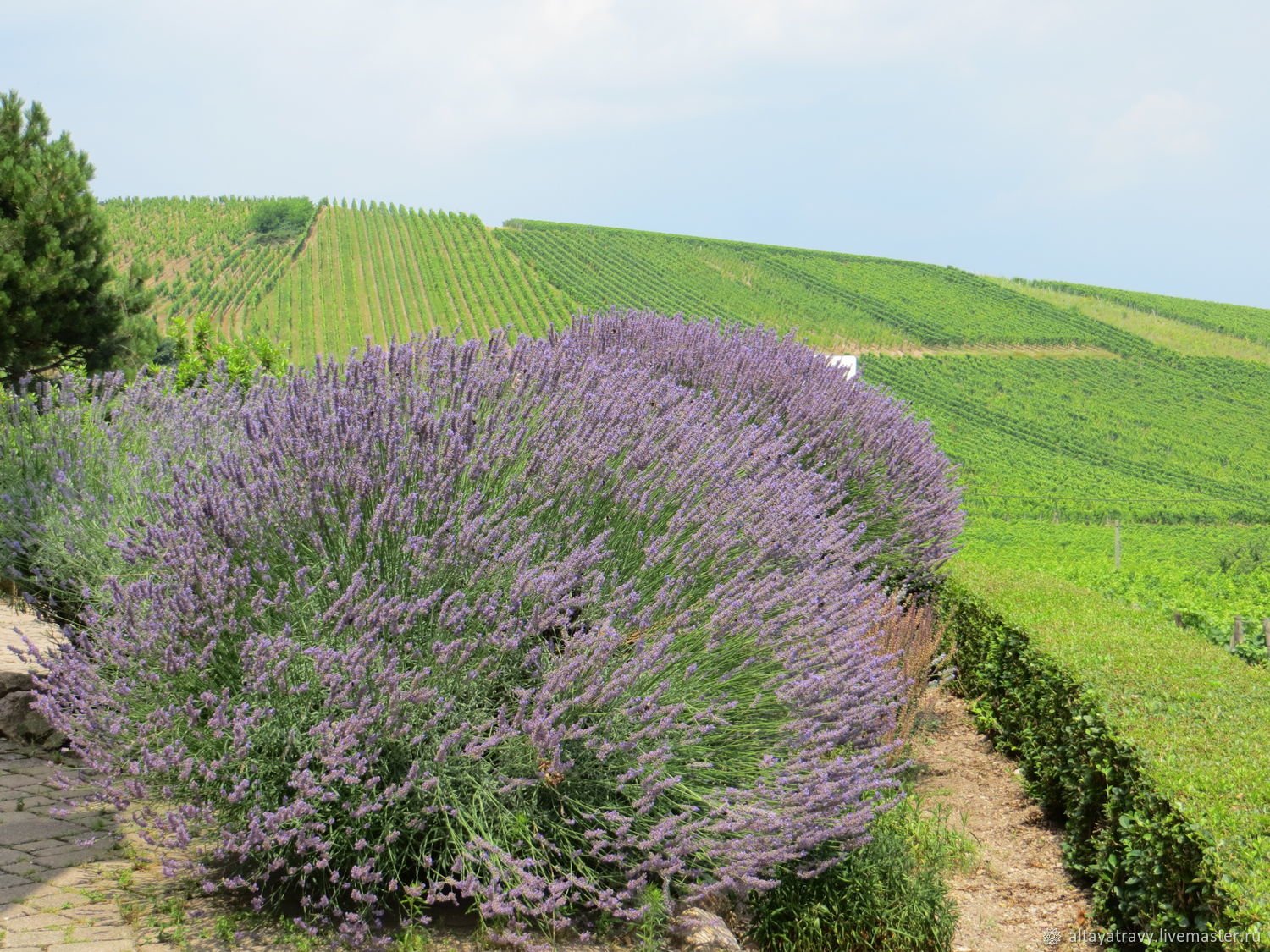 Лаванда фото кустарника