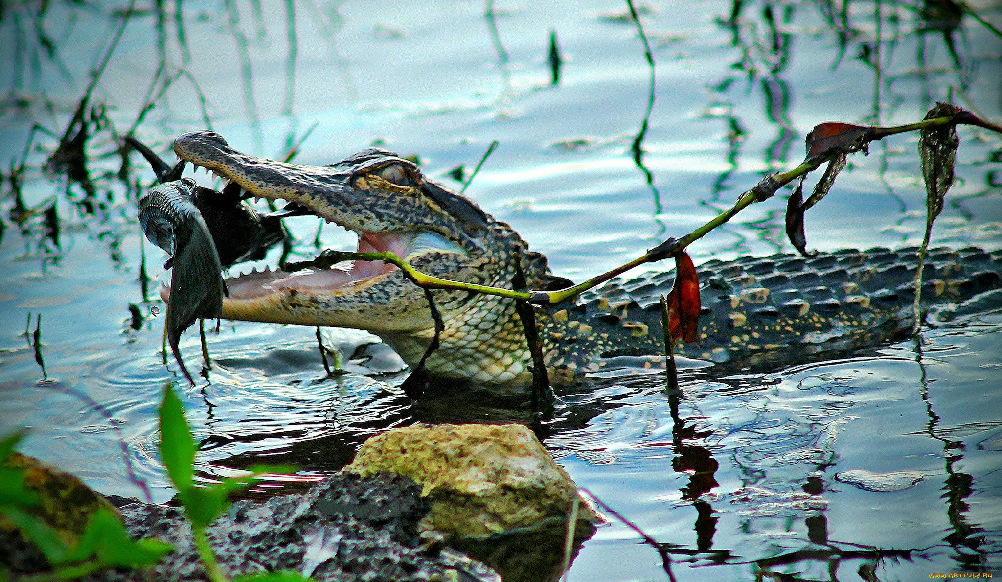Хищники болот. Миссисипский Аллигатор охотится. Мангровые болота крокодилы. Болотах Манчак алигатор. Щучий Аллигатор крокодил.