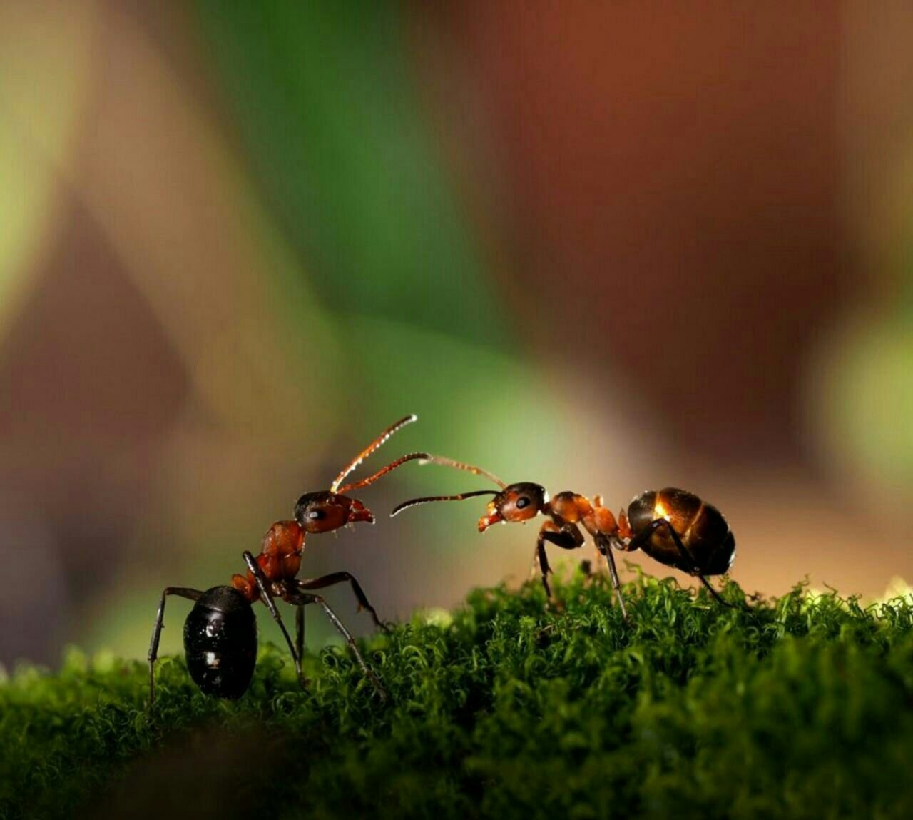 Рыжие муравьи. 3. Formica Rufa – рыжий Лесной муравей. Муравьи сакасайя. Отрокары муравьи. Мурьви.