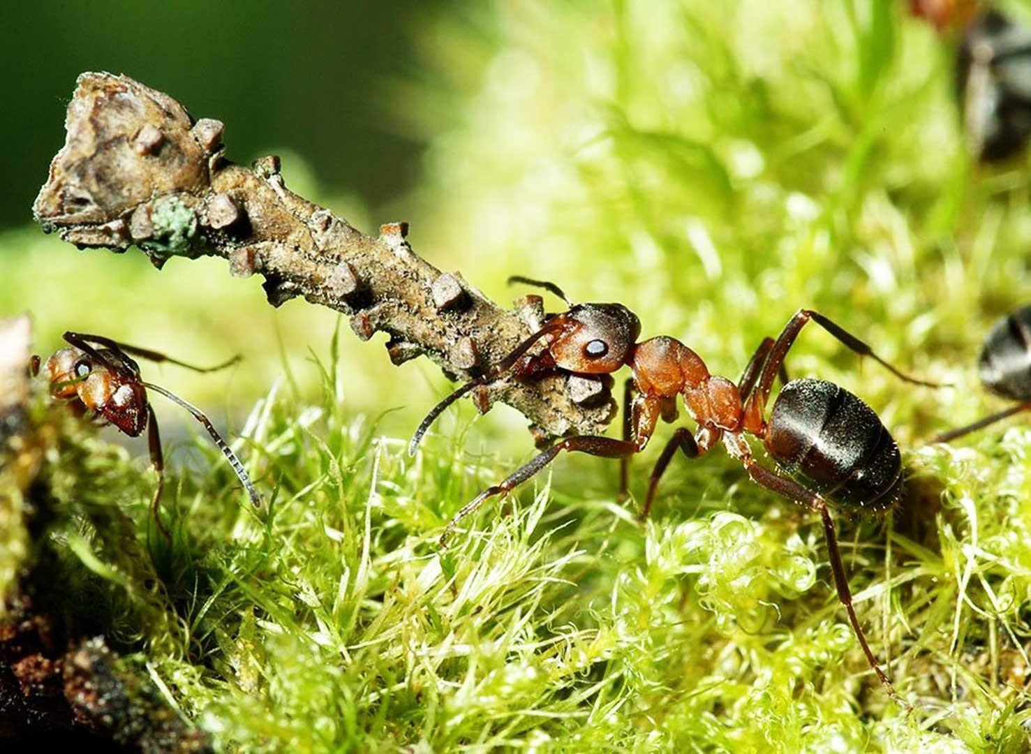 Картинки муравьев. Рыжий Лесной муравей личинка. Лесной муравей Крепыш. Волосистый Лесной муравей. Рыжий Лесной муравей систематика.