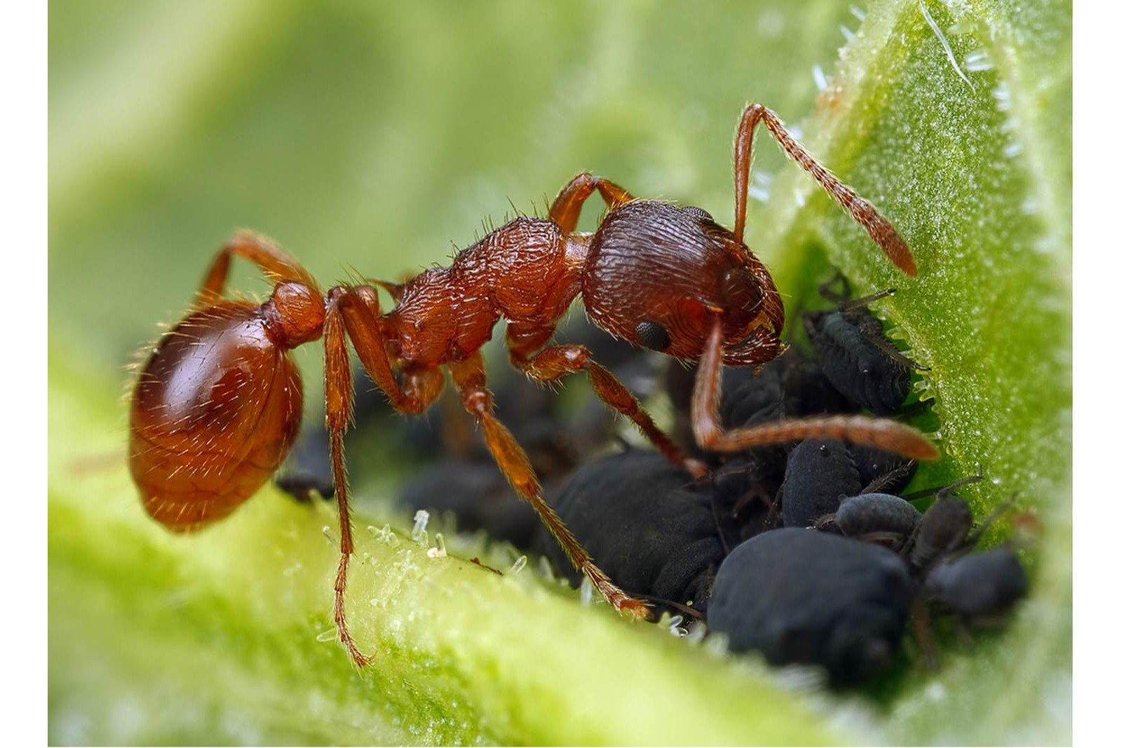Рыжие муравьи. Myrmica rubra. Myrmica rubra Муравейник. Мирмика SP. Red Ant (красный муравей).