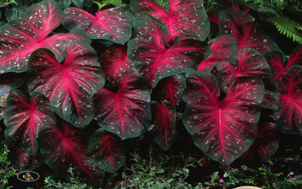 Кустарник с красными листьями Буш