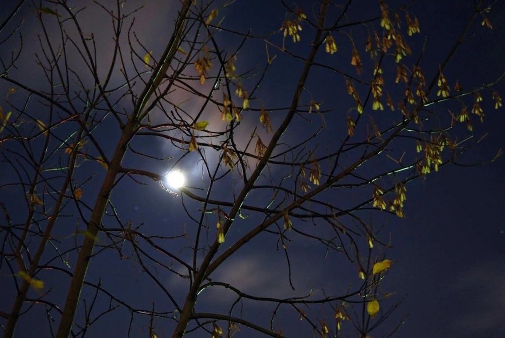 Осень ночь Луна