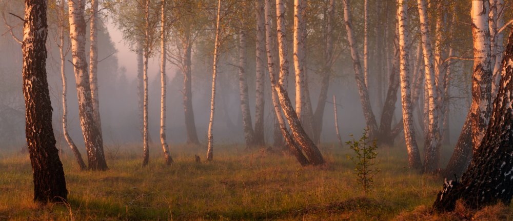 Свердловская область лес берез