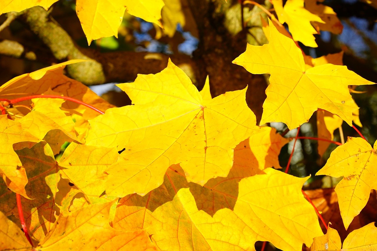 Лист осенний золотист. Листья золотые. Осенние листья. Кленовый лист желтый. Осень листопад.