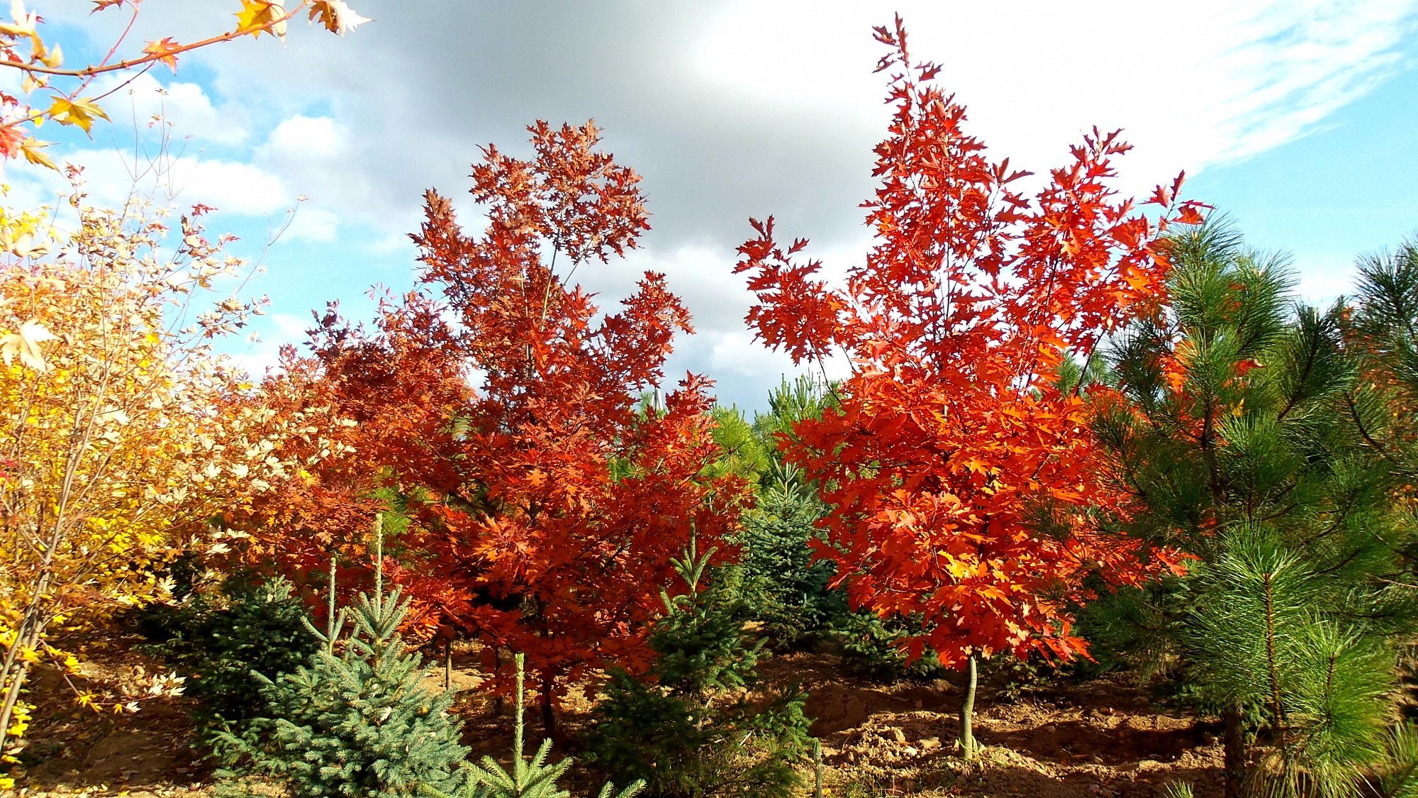 Красно черешчатый дуб. Клён канадский краснолистный. Дуб красный Quercus rubra. Клен канадский красный. Дуб красный (Quercus rubra c3 60-100).
