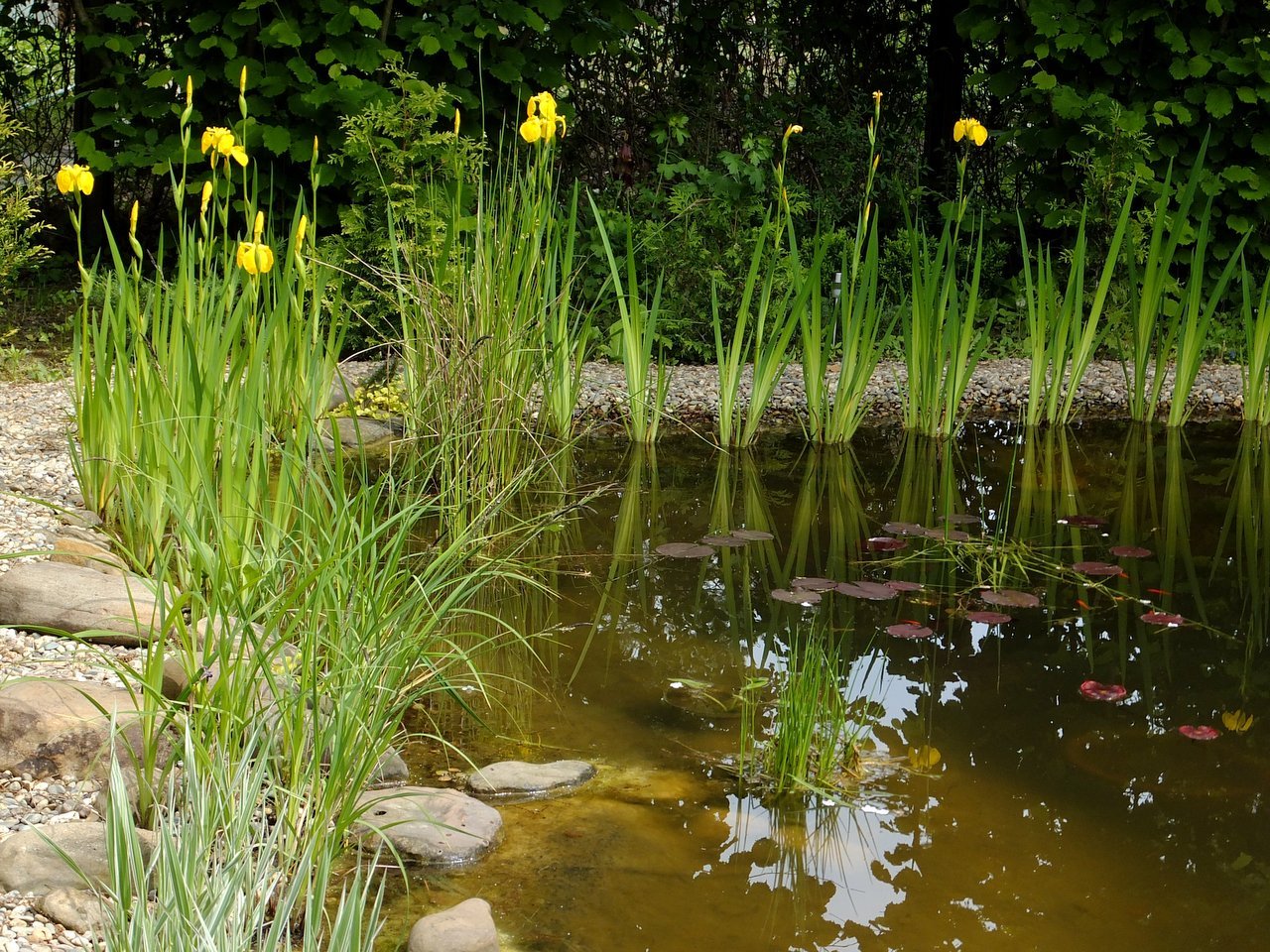 Цветущий водоем. Ирис болотный (аировидный). Ирис болотный аировидный желтый. Ирис болотный Осока. Растения для биоплато.