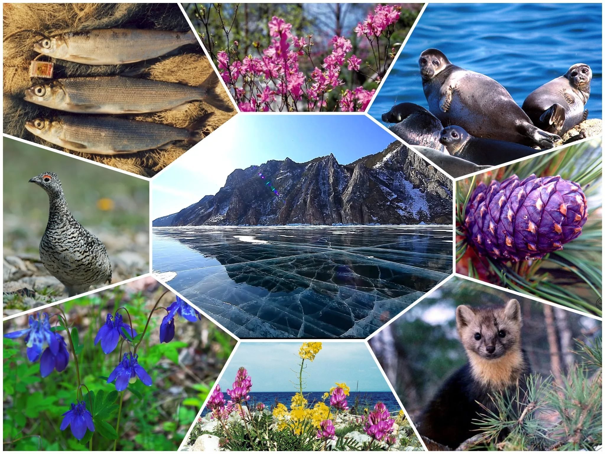 Биологическое разнообразие 5 класс. Растительный мир Байкала. Растительный и животный мир.