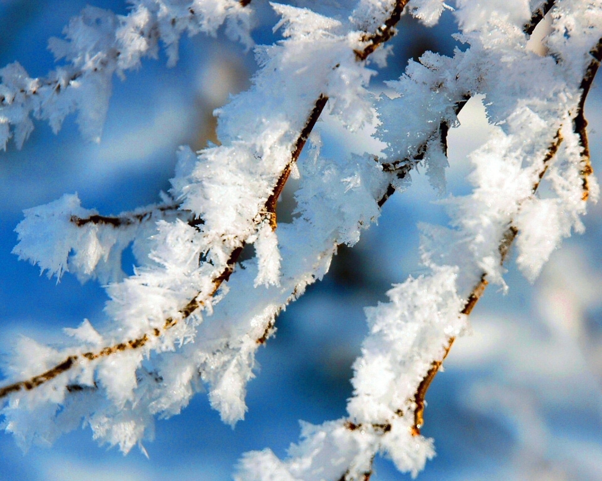 Звуки природы зимой. Иней на ветках деревьев. Ветки в снегу. Зимняя ветка. Снег на ветках деревьев.