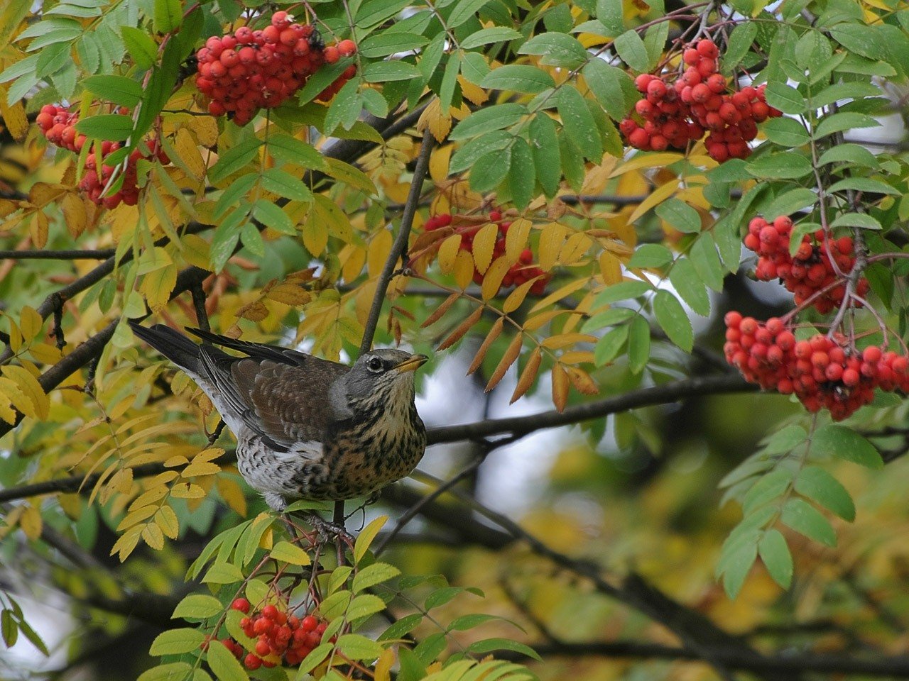 Рябинник фото. Рябинник сумахолистный. Дрозд-рябинник (turdus pilaris). Чиж рябинник. Рябинник Рябиновый.