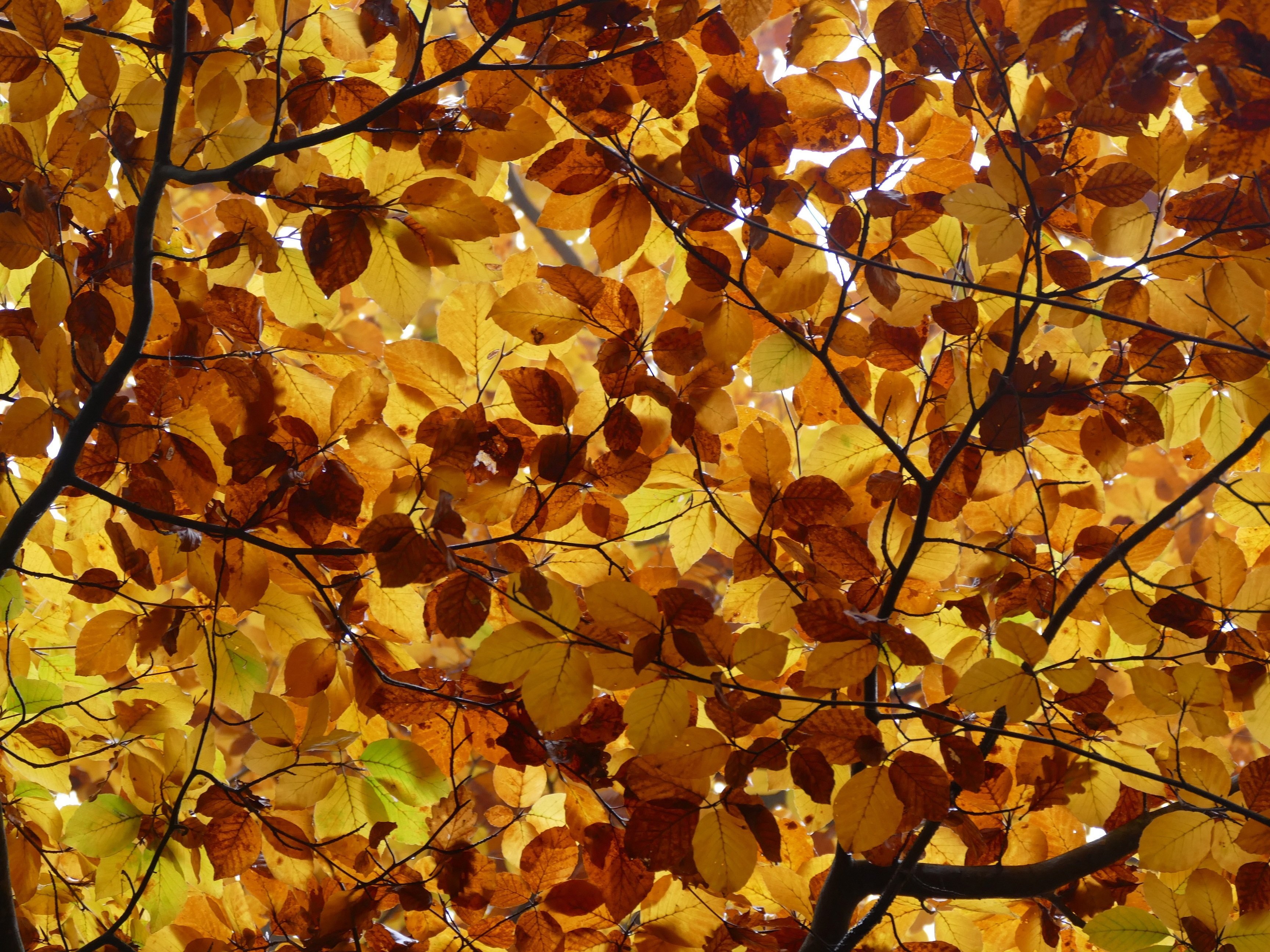 Лист осенний золотист. Листья золотые. Золотистая листва. Золотые осенние листья. Осенний золотистый лист.