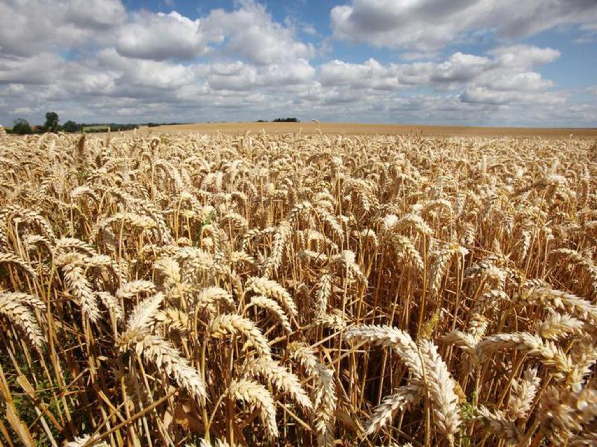 Посев пшеницы